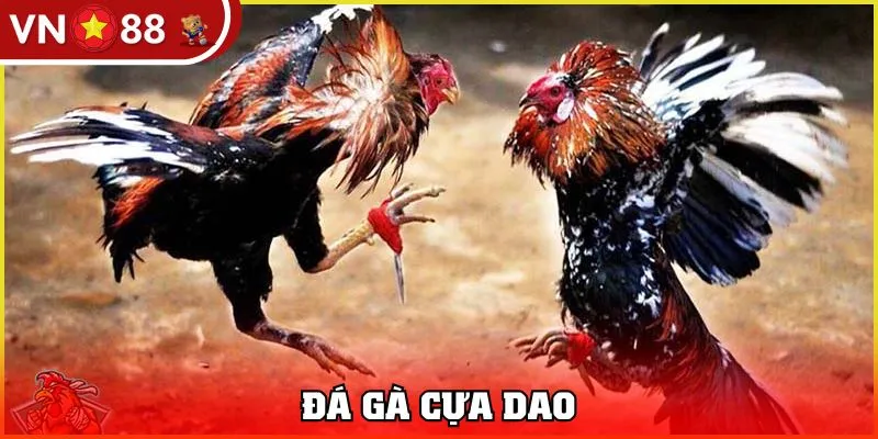 đá gà cựa dao