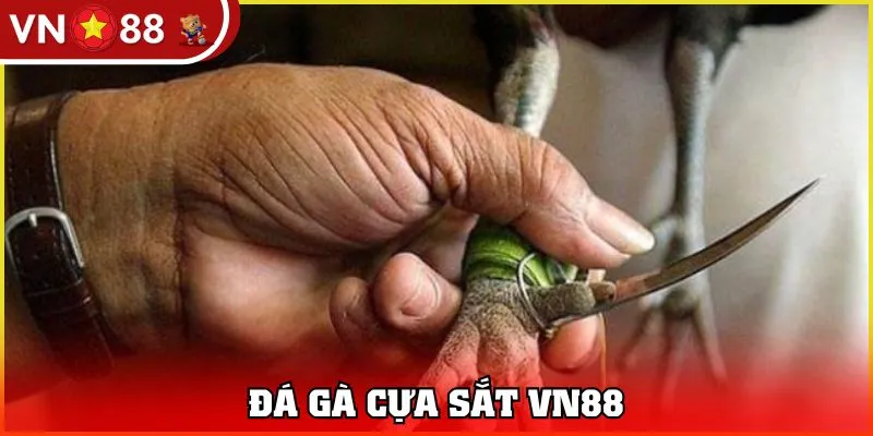 đá gà cựa sắt