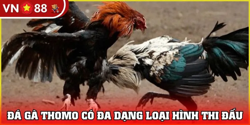 Đá gà Thomo có đa dạng loại hình thi đấu