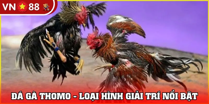 Đá gà Thomo - Loại hình giải trí nổi bật tại VN88