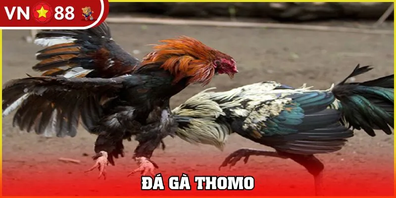 đá gà Thomo