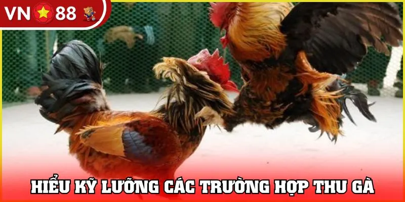 Hiểu kỹ lưỡng các trường hợp thu gà