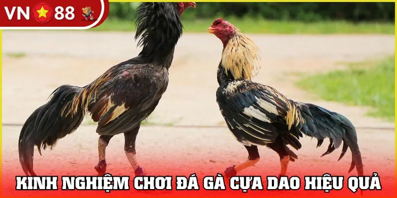 Kinh nghiệm chơi đá gà cựa dao chuẩn, hiệu quả