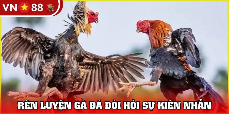 Rèn luyện gà đá đòi hỏi sự kiên nhẫn 