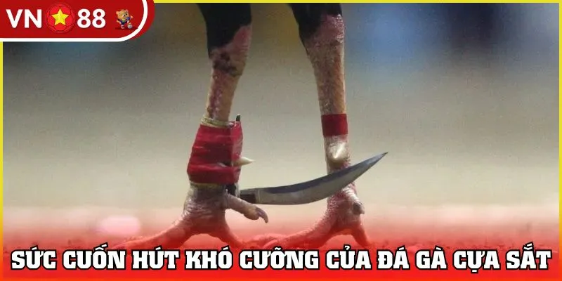 Sức cuốn hút khó cưỡng của đá gà cựa sắt